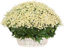 Цветочная композиция из Ромашки в корзине #REPLACE_PRED# Прокопьевске